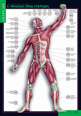 Картинка Таблицы демонстрационные "Строение тела человека"